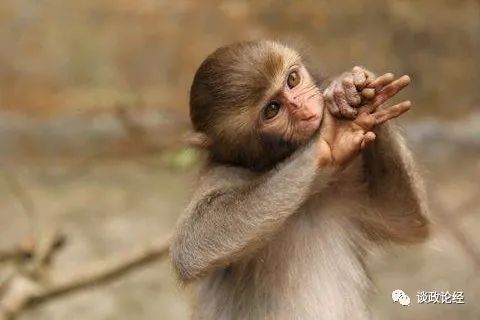2022年属猴人的全年运势女性桃花运