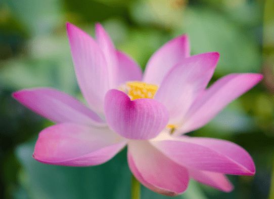 四生肖10月正桃花运势旺盛