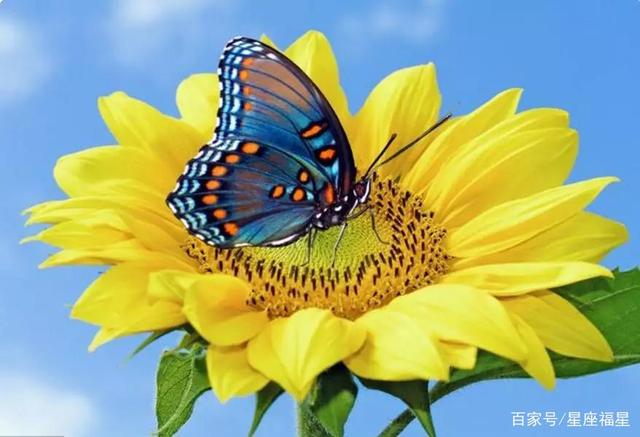 4月桃花运势大旺