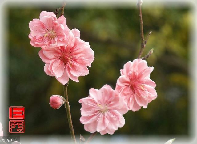 运势上说有桃花运