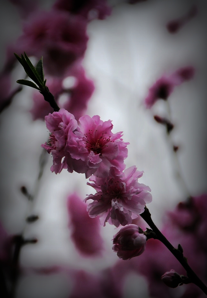 近期桃花运势