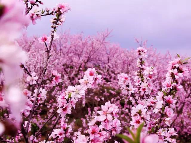 6月中旬桃花运势上涨