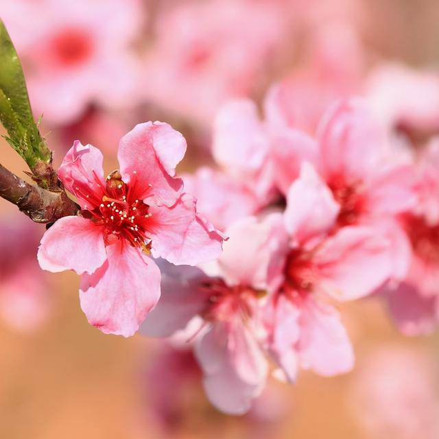 桃花运也好的八字