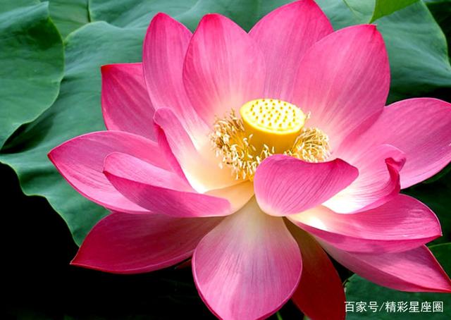 2021年2月桃花运势