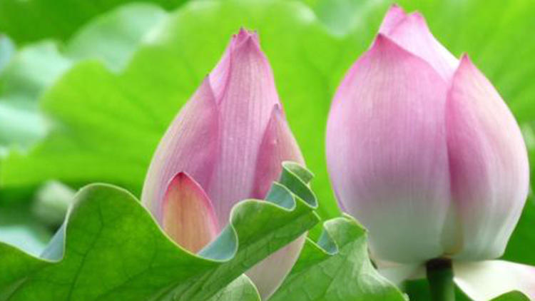 属龙女今年运势桃花运势