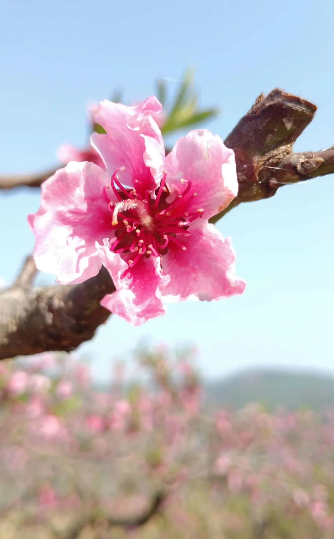 男女桃花运的八字