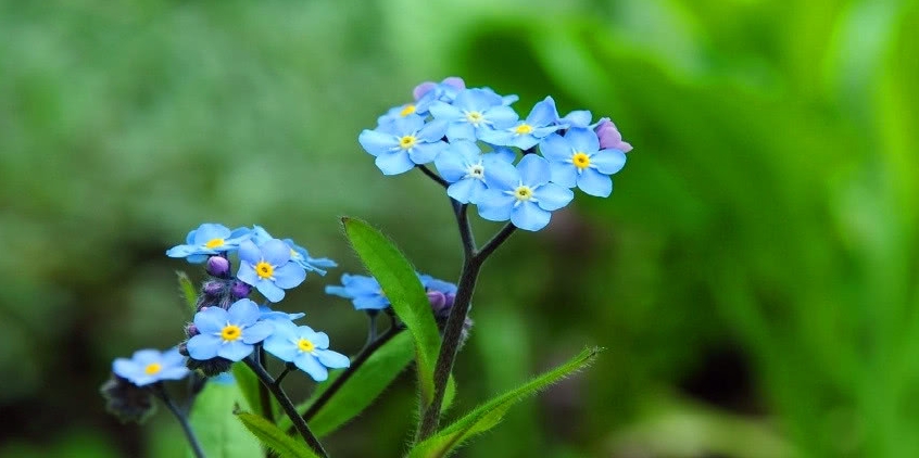 双鱼座2022年5月份桃花运势
