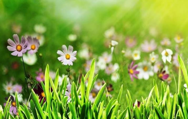 2017年桃花运势极旺的生肖