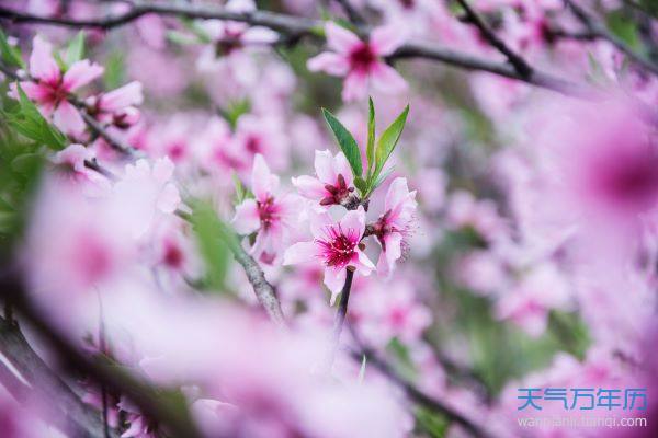 2022年属猴人的全年运势女性桃花运