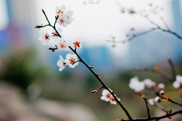 桃花运超强的八字
