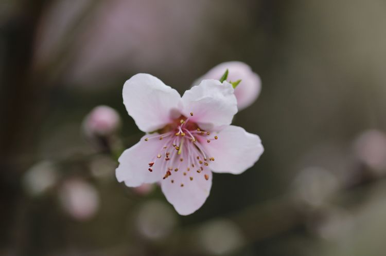 2月份开始桃花运势旺盛