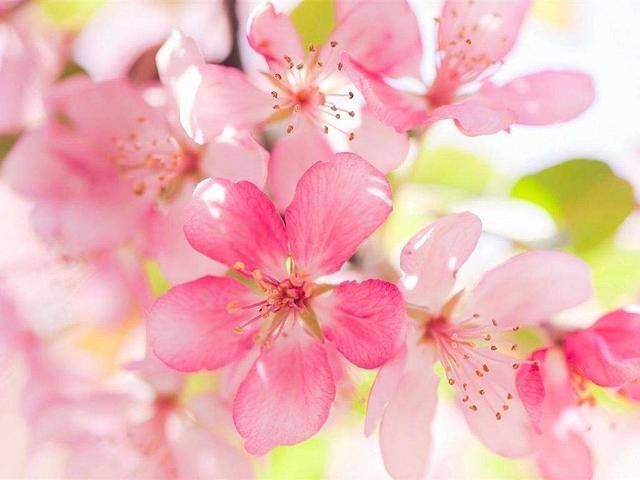 生辰八字之桃花运