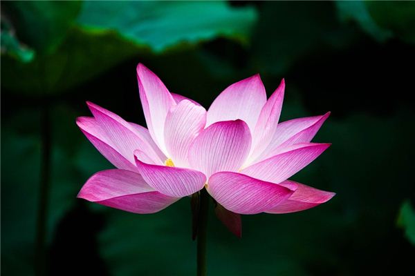 梦到自己绣花开富贵周公解梦