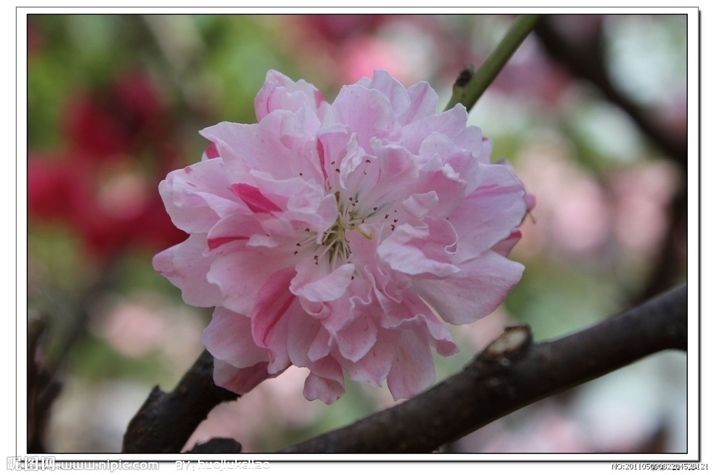 桃花运势素材