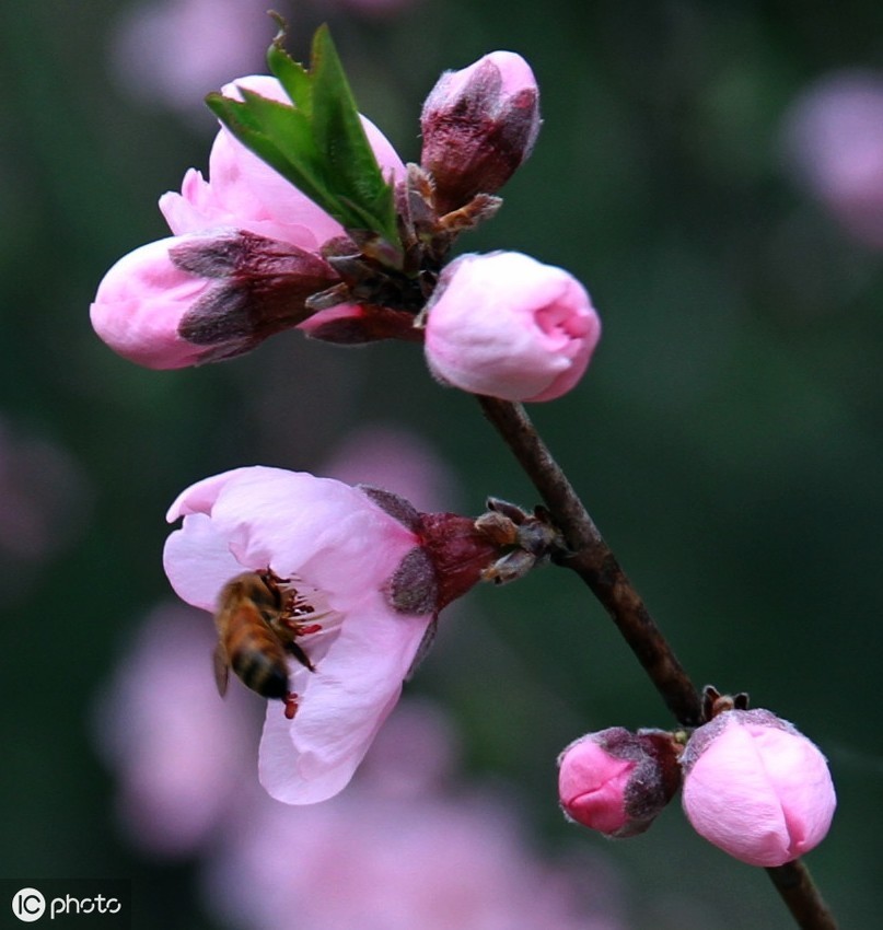 八字桃花外遇