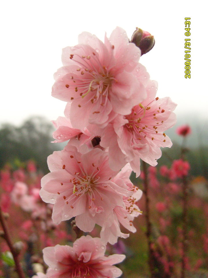 下周桃花运势