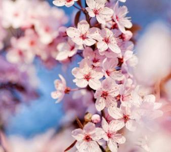 八字桃花运旺好吗