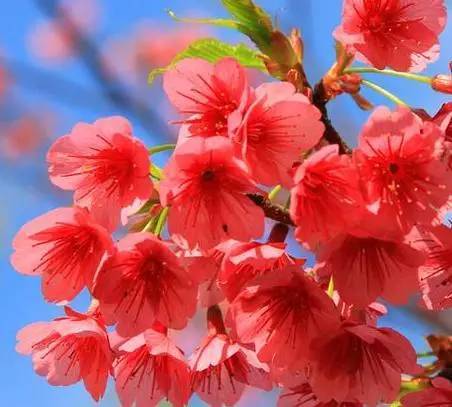 鼠的桃花运势如何