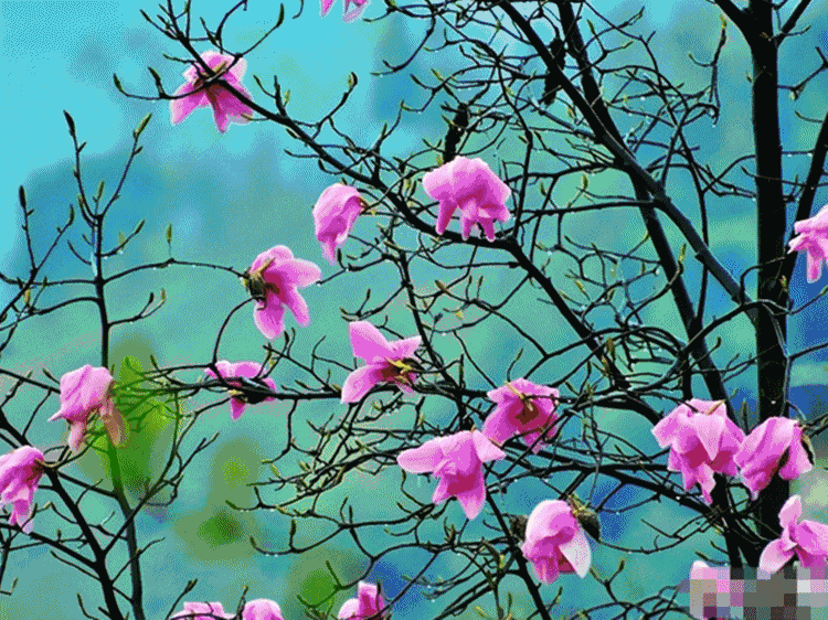 罗鸣老师三月桃花运势播报