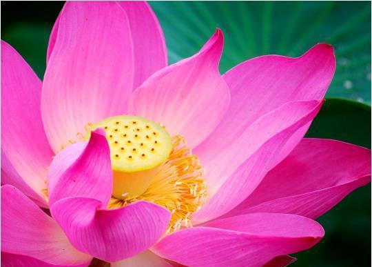 周公解梦梦到桃花运