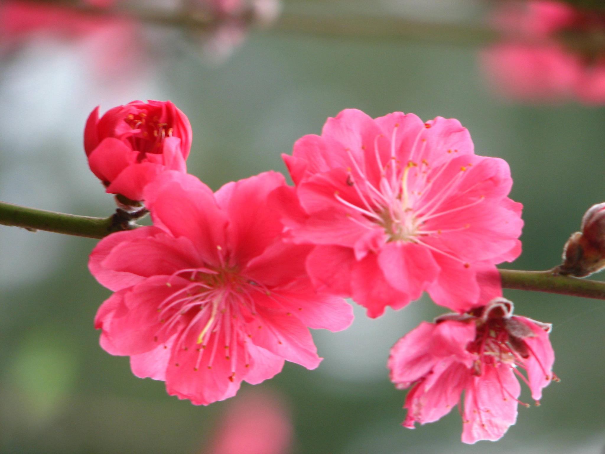 四生肖10月正桃花运势旺盛