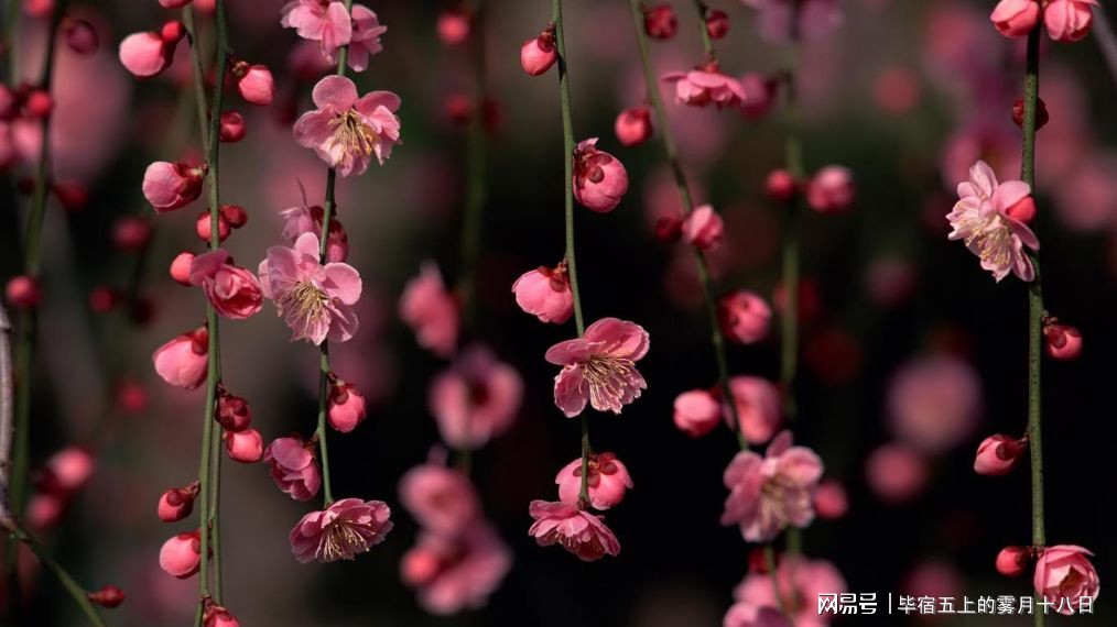 12生肖6月份如何提升桃花运势