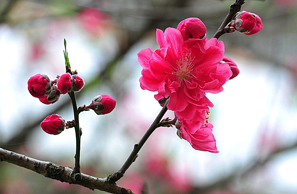 女人一生八字桃花运