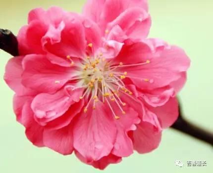 桃花运超强的八字