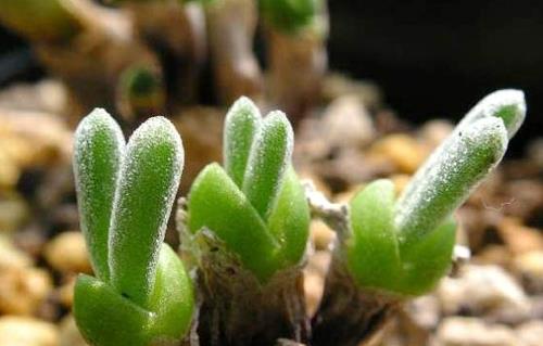 生肖虎十月桃花运势