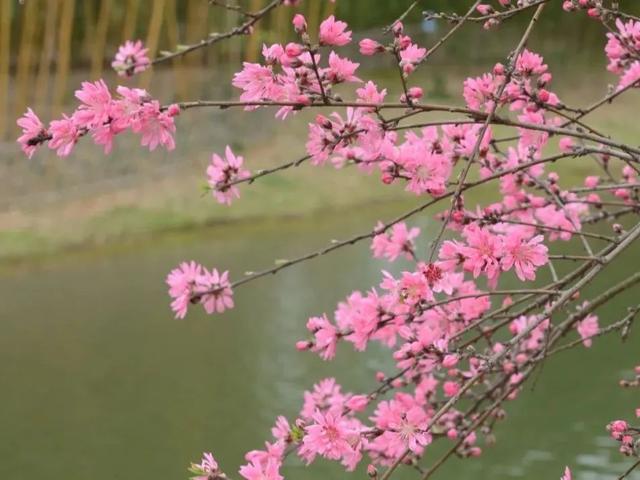 桃花运势素材