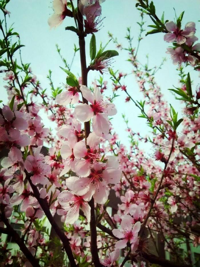 7月份桃花运势