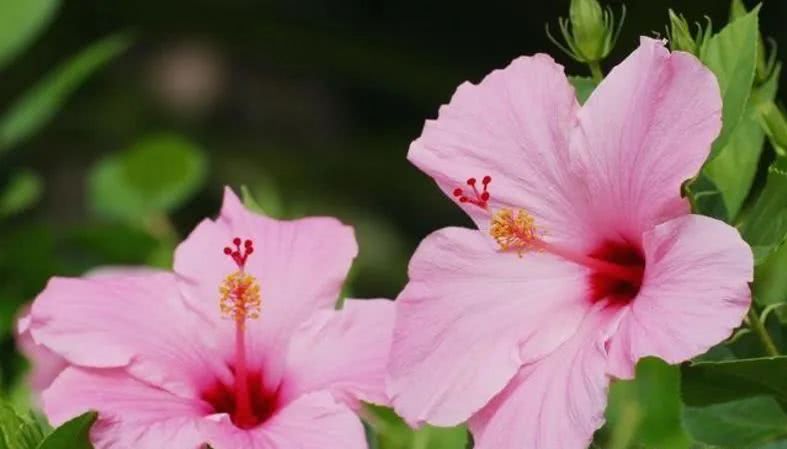 有财运又有桃花运的生肖八字