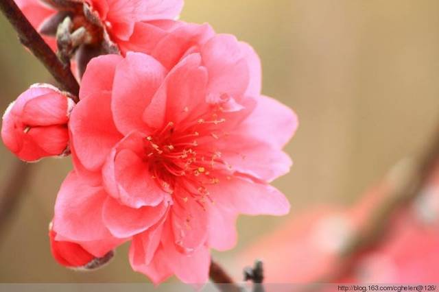 八字桃花运旺盛