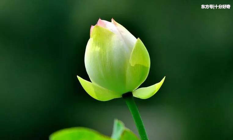 属猪明年桃花运势如何