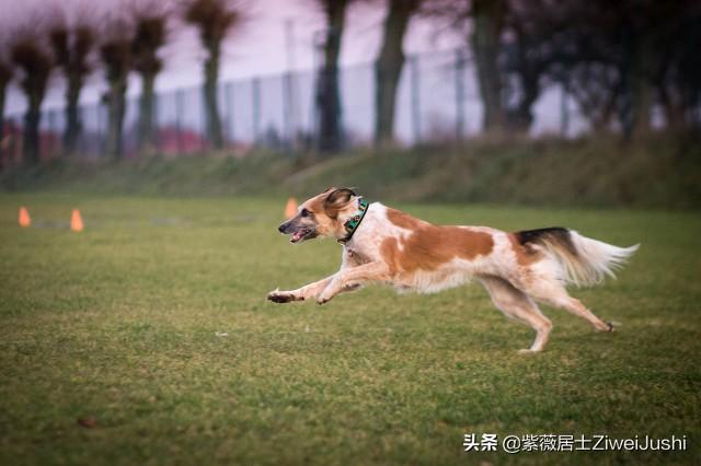 生肖狗桃花运势如何