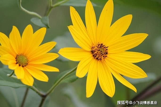 运程丁运桃花运好不好