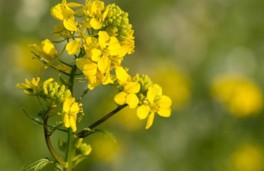 生肖虎十月桃花运势
