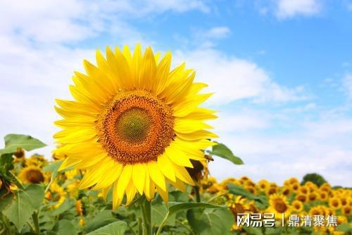 桃花运势排行