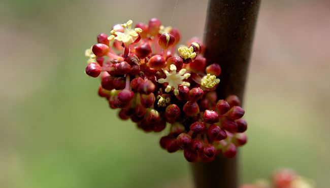 生肖蛇五月桃花运势