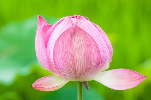 85属牛的女的2022桃花运势