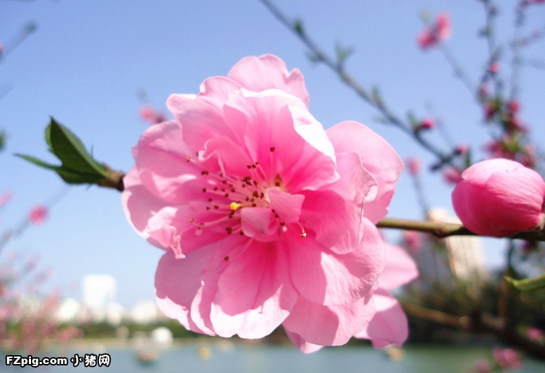 桃花运势升温明显
