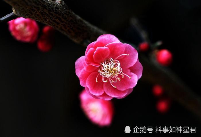 运势上说有桃花运