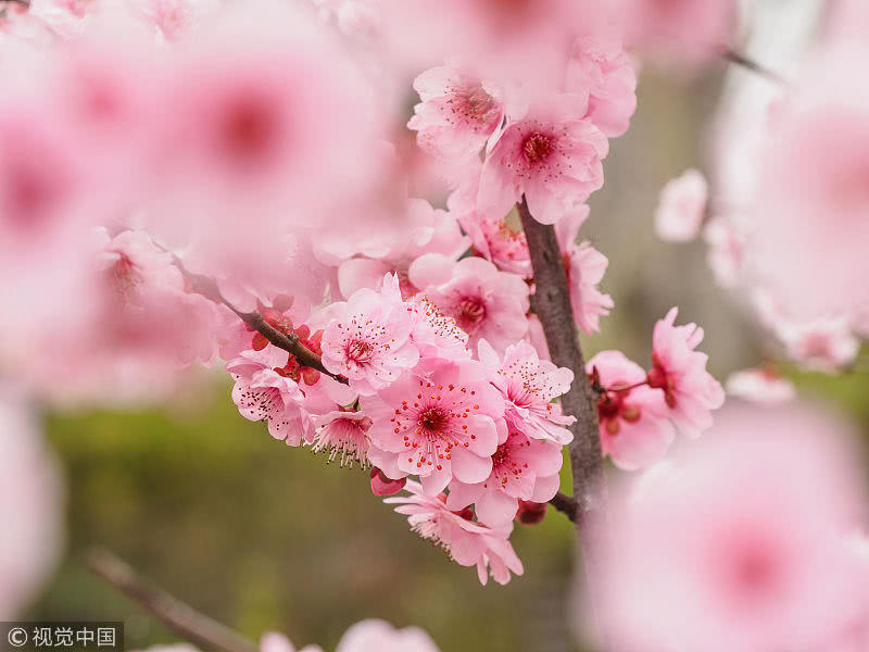 属猪桃花运势如何