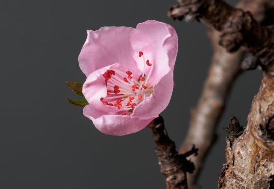 2月份开始桃花运势旺盛
