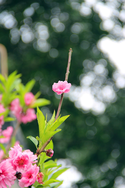 桃花运势变差