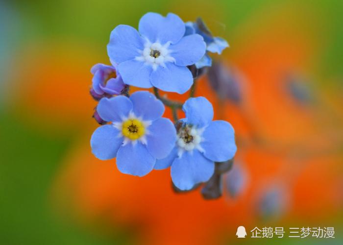 七月属相运势桃花运