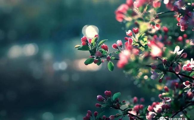属牛八月桃花运势