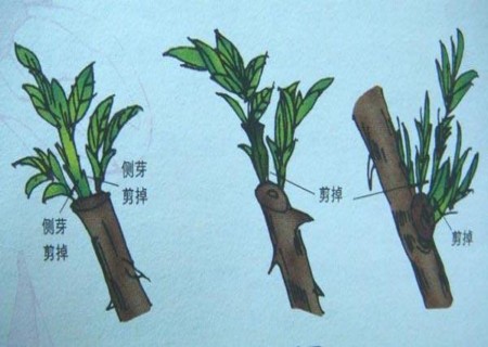 富贵树的命运