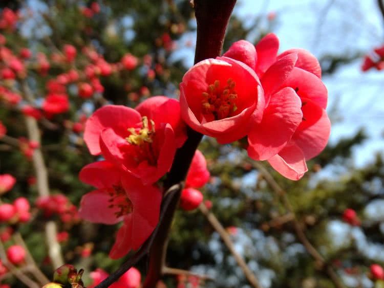十二生肖4月桃花运势
