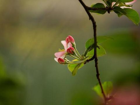 生肖兔11月桃花运势